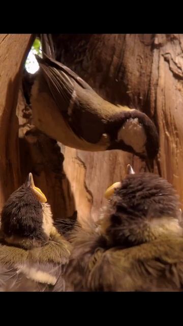 Синица кормит птенцов. A great tit feeds its chicks. #wildlife, #birds,#tit, #shorts, #short
