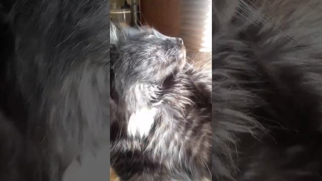 Котенок Барсик ловит голубей и слушает диско Сопрано Татьяна Старкова и группа Digital Base Project