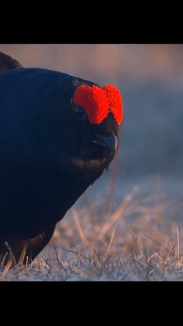 Токующий тетерев. Grouse on a lek. #wildlife #birds #shots