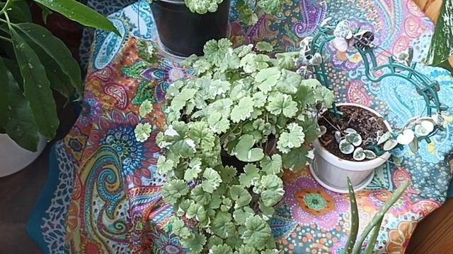 Релакс ☘️☘️☘️