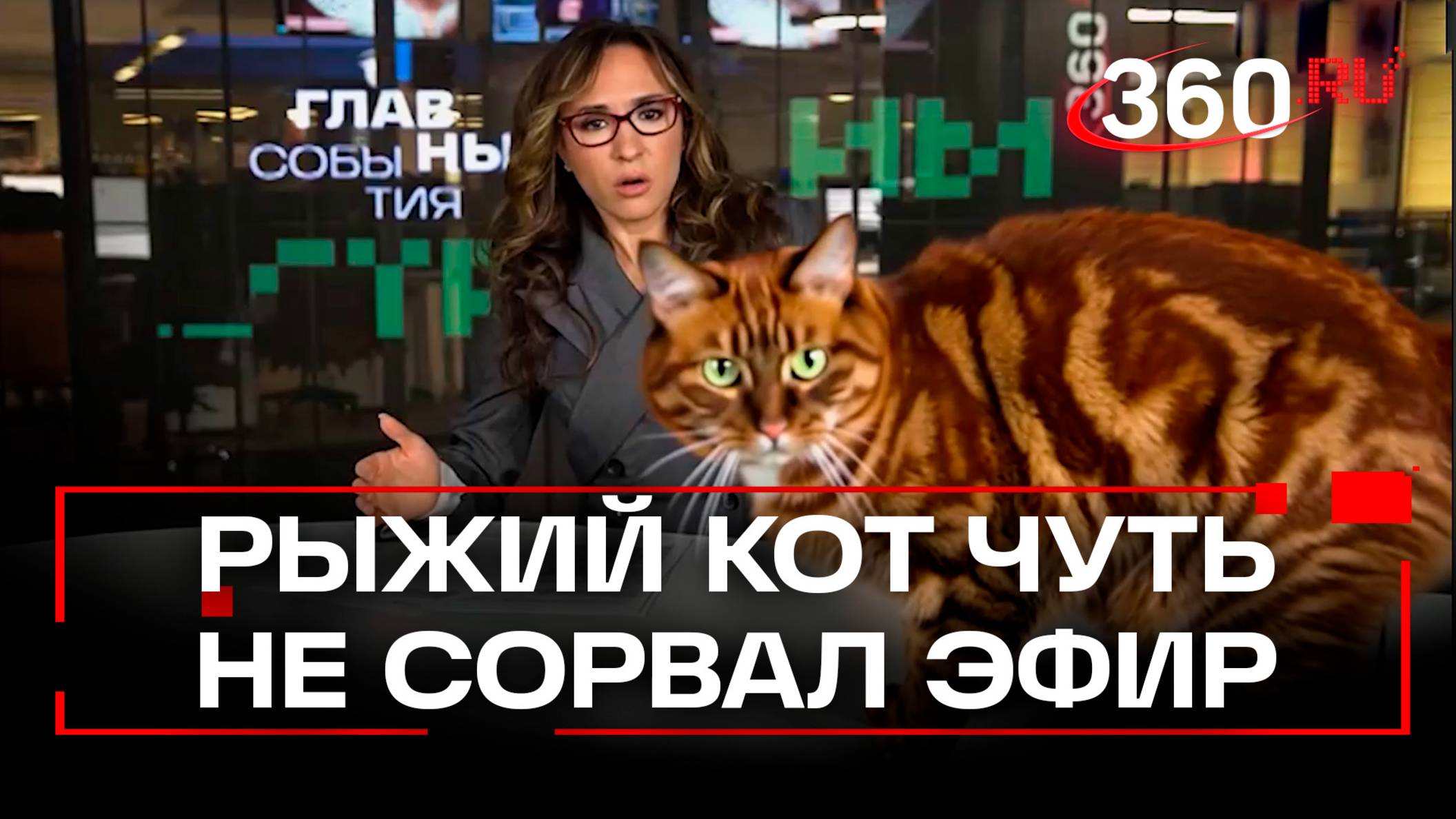 Рыжий кот почти сорвал эфир вечерних новостей Регины Ореховой на 360