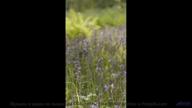 Поля колышутся в ритме! - Triste Triste (XXVII) -- opo -- Estudios Indigeniformes