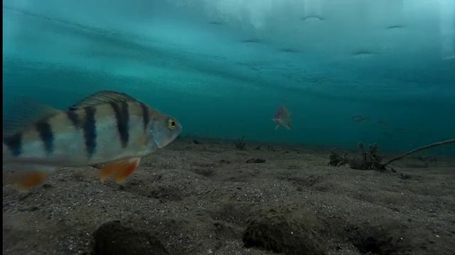 Рыбалка Братское водохранилище Молька подледная съемка ловли рыбы 19.02.16- ч.3