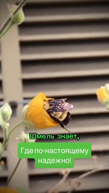 Шмель знает, где по-настоящему надежно!