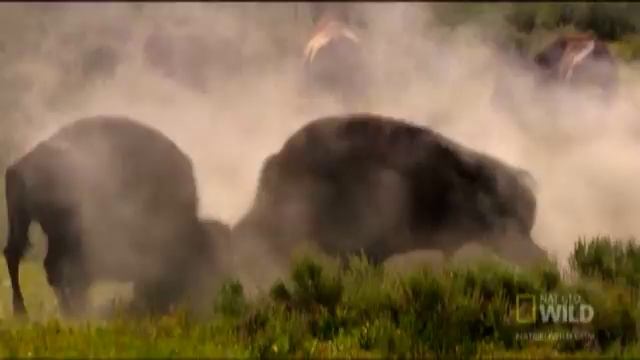 Buffalo Soldiers | Nat Geo Wild