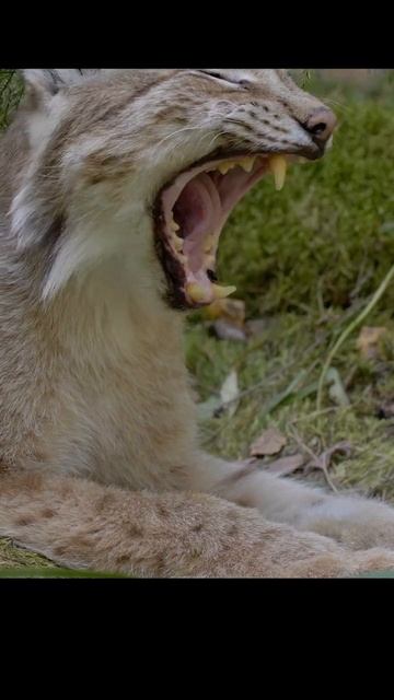 Рысь зевает.Lynx yawns. #wildlife #shots