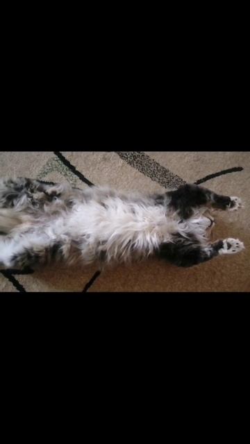 😽