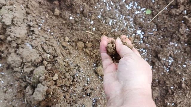 6 мая. Высадили саженцы Малиновой гряды.