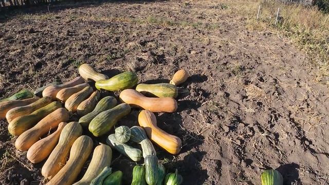 Тыквы гиганты. Собрал урожай.