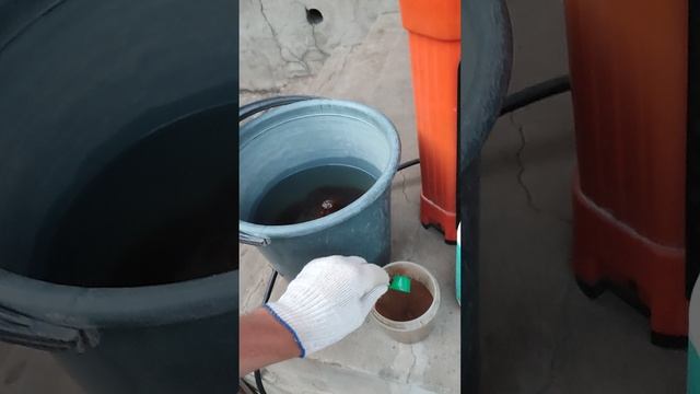 Листовая подкормка винограда перед цветением.