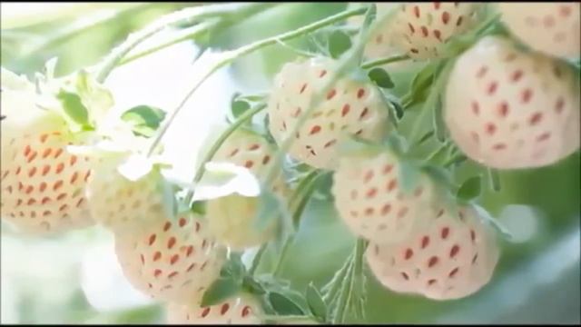Клубника-"альбинос" со вкусом ананаса – Пайнберри