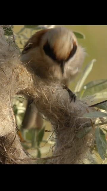 Ремез строит гнездо. Penduline tit builds a nest. #wildlife #shots