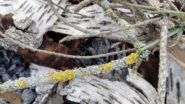 Как разжечь огонь без бумаги и розжига после дождя