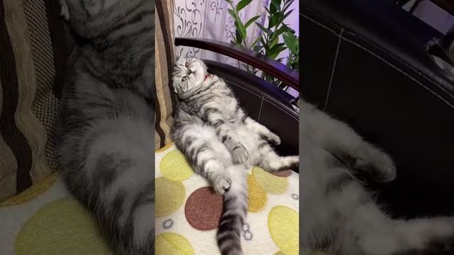Наш TG https://t.me/liveofcats