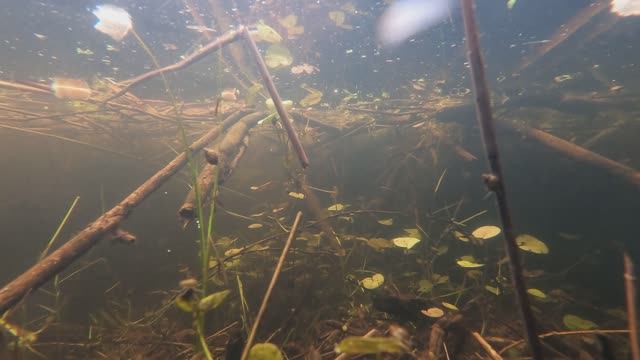 проба озеро под водой на гоупро 9 на закате