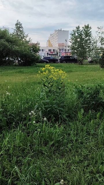 Растения #красиво