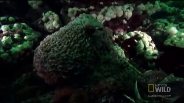 Octopus Up Close | Nat Geo Wild