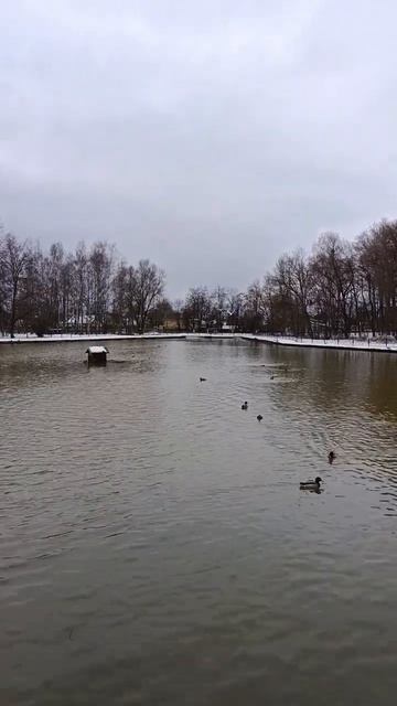 Взлёт лебедей из пруда в Старой Руссе