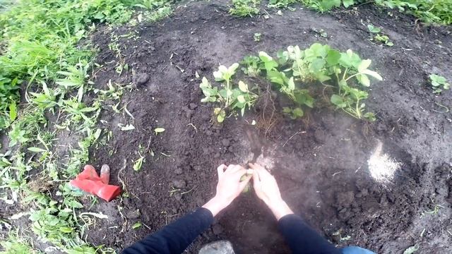 Посадка Полуниці 🍓 6 травня 2025 рік#посадкаполуниці