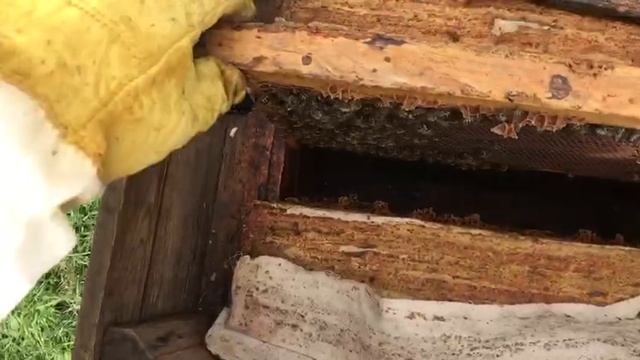 3 ИЮНЯ СМОТРИМ СЛАБЫЕ СЕМЬИ НА ПАСЕКЕ В ДЕРЕВНЕ ЧАСТЬ 3