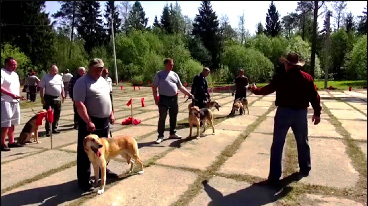 Уренская открытая районная выставка  охотничьих собак.#охотасгончей#собака #животные #топ #hunting