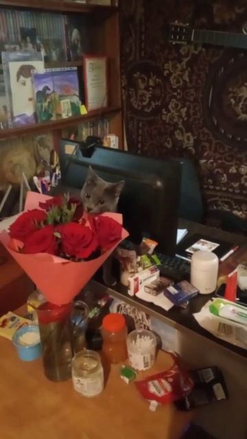Кот Атос знакомится с розами #shorts #котатос #розы #котыицветы #флораифауна