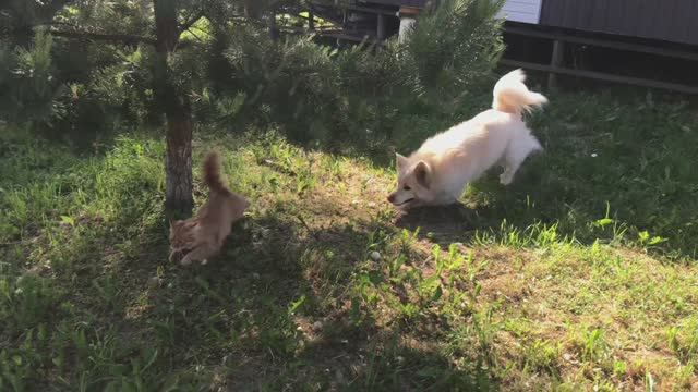Как пес Ричик кота Альфушку потерял