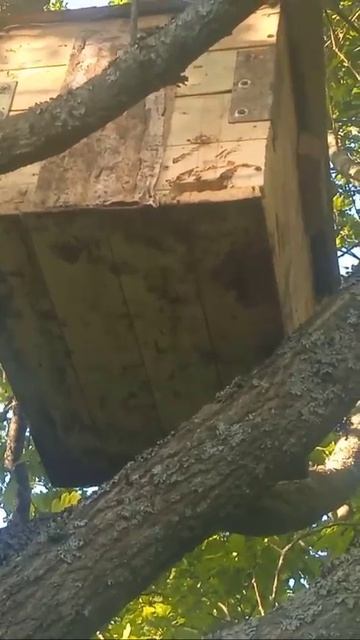 первое июня рой зашёл