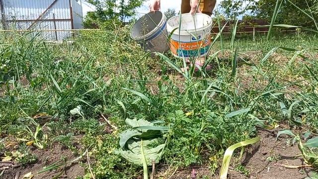 Крестьянские корни покоя не дают.