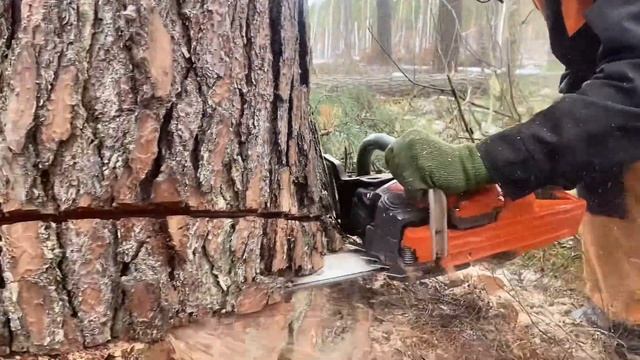 Мощь Husqvarna 555: Валим Ствол 70см Точно в Цель! 💪 Профи за ?