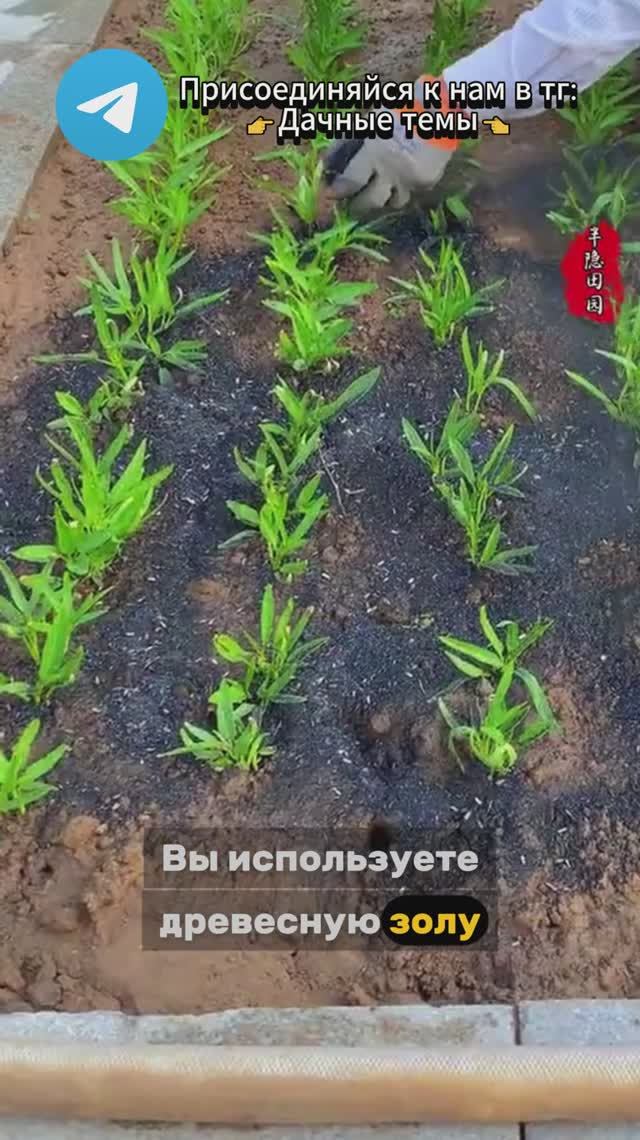 Как увеличить эффективность зольной подкормки
Ссылка на тг в профиле
