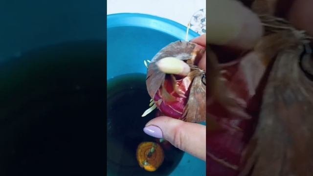 Гладиолусы готовим к посадке.
