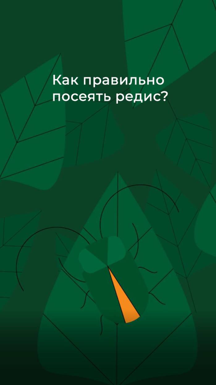 Как правильно посеять редис?