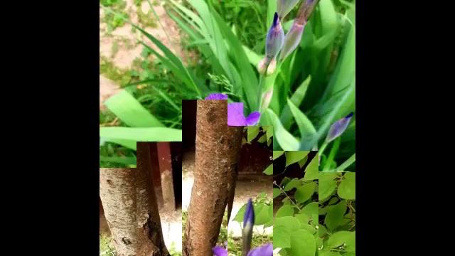 Май просто очаровательный месяц🌷💜.mp4