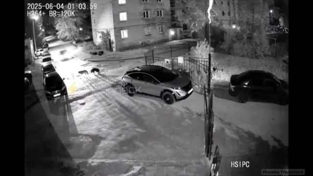 ⚡️ Стая бродячих собак растерзала кота в Ульяновске