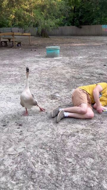 СМЕШНОЙ ГУСЬ