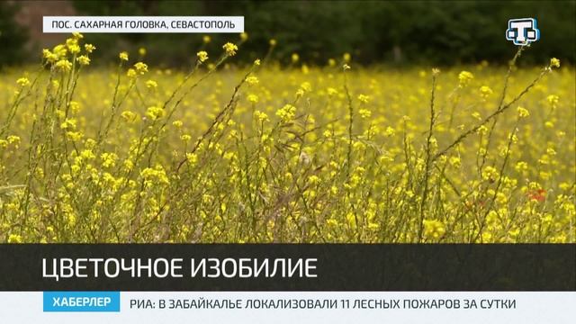 В Крыму начался сезон цветения