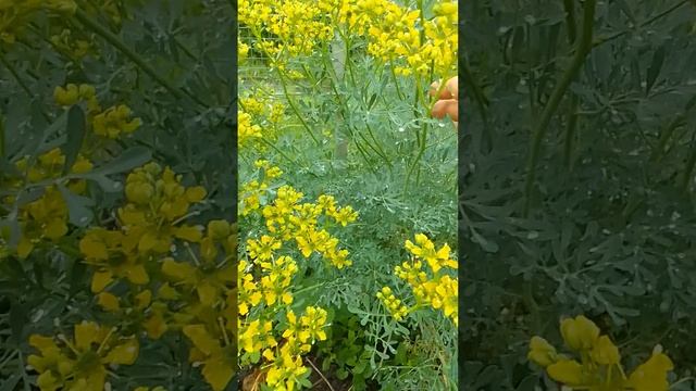 Рута Овощная кружевница