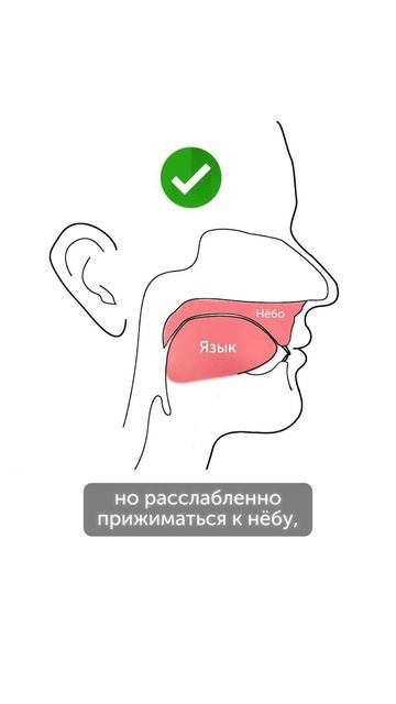 Как правильно должен располагаться язык для здорового прикуса #еленавитальевнатерентьева