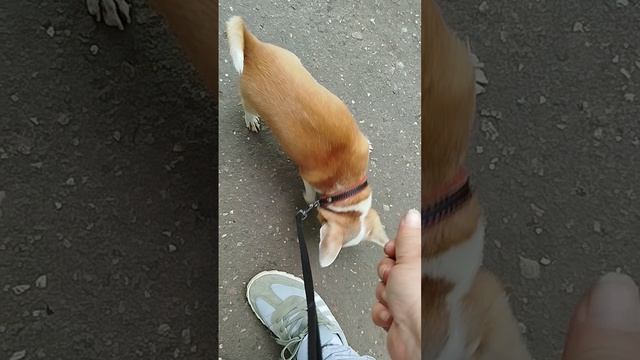 Веселый хвостик😍