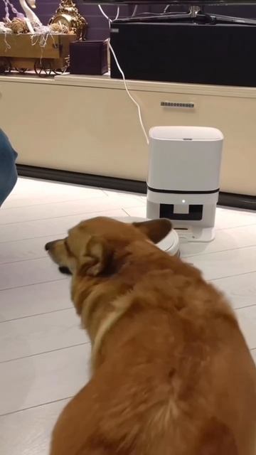 Neatsvor S600 очень хорошего качества, мне нравится! #neatsvor #Роботпылесос #dog #Собака #щенок