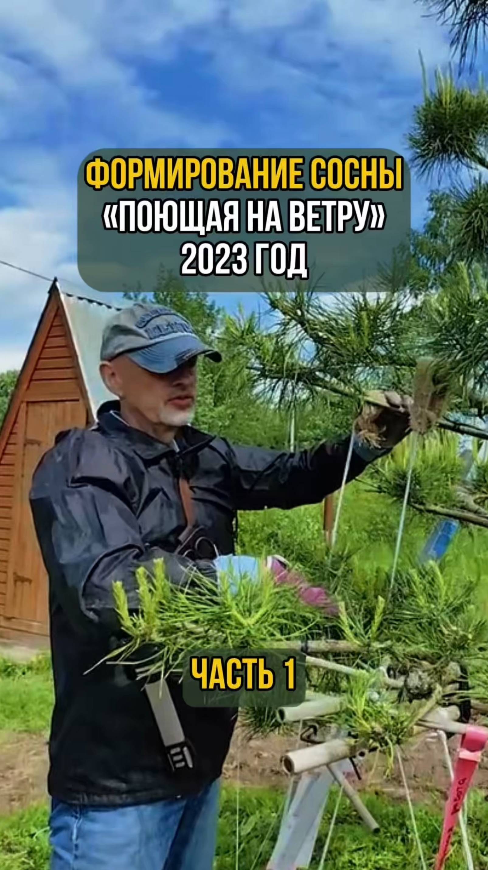 Формирование сосны "Поющая на ветру" 2023 год. Часть 1