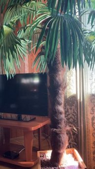 Стихи: Мысли томные