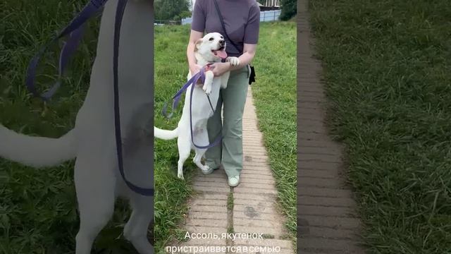 04-06-2025 Ассоль якутенок