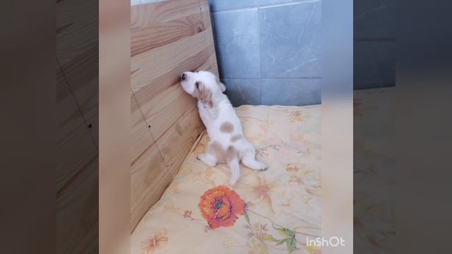 щенки бассет хаунд, щенята