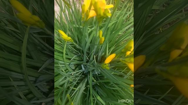 Июнь _ начало лета.💚💛Люблю июнь💚💜💛.mp4