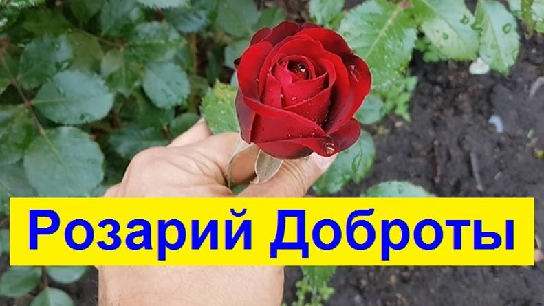 250604 Клумбы Дворец пионеров имени Гагарина Розарий Доброты цветут цветы розы растения город Орёл г