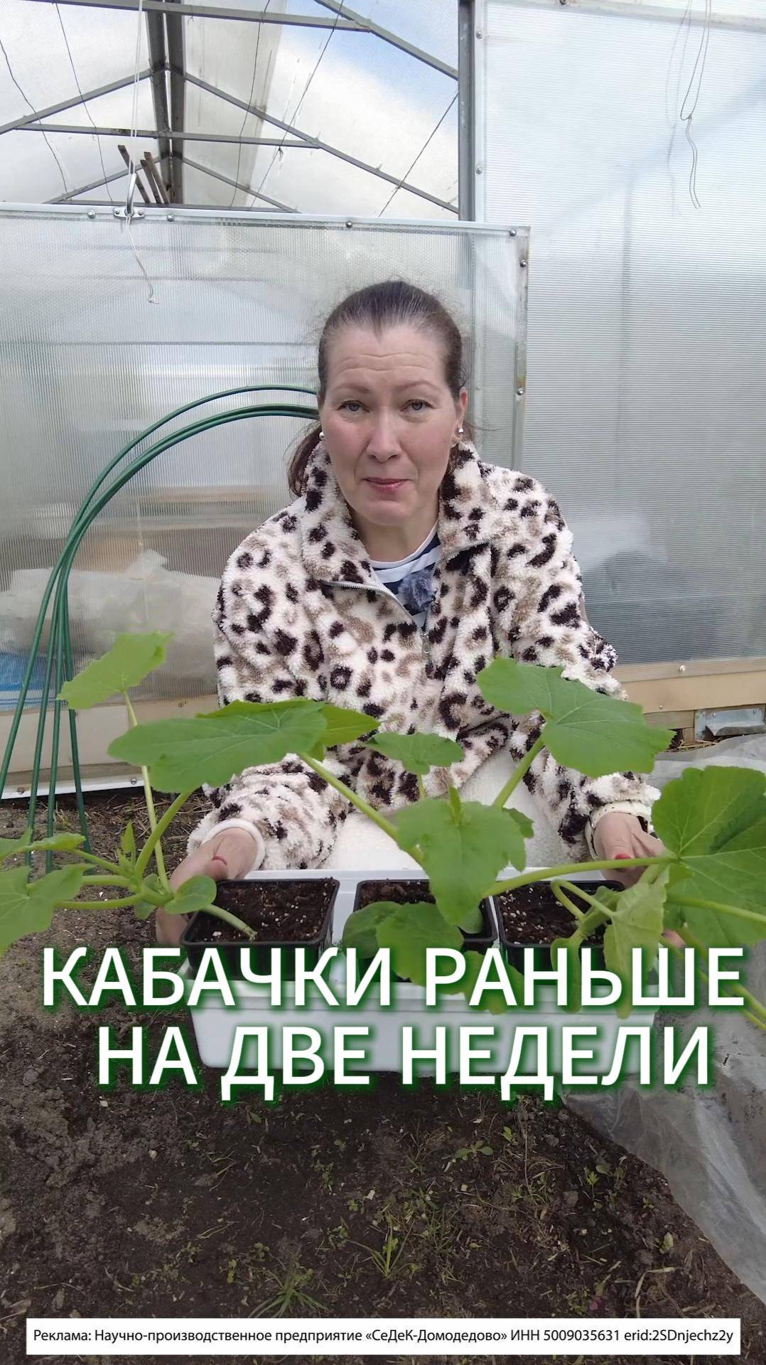 ВЫСАЖИВАЮ КАБАЧКИ В 28 ДНЕЙ - САМЫЙ РАННИЙ УРОЖАЙ #огород #садоводничество #дача