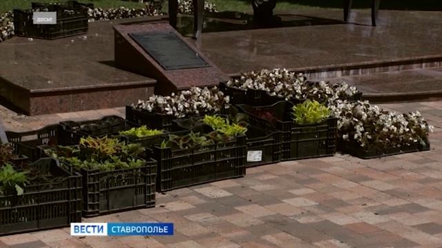 Ставрополь летом украсят сотни тысяч цветов