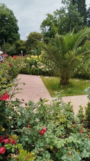 VID_20250604_114334.mp4